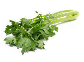 Le Céleri branche